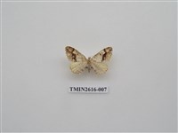 藏品(尺蛾135)的圖片